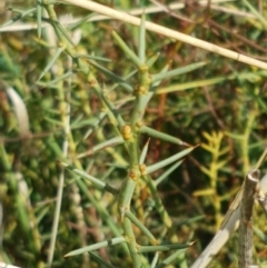 Daviesia genistifolia (Broom Bitter Pea) at Crace Grasslands - 6 Apr 2021 by tpreston