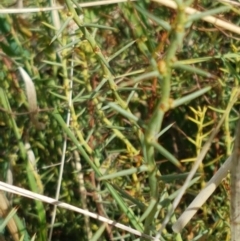 Daviesia genistifolia at Mitchell, ACT - 6 Apr 2021