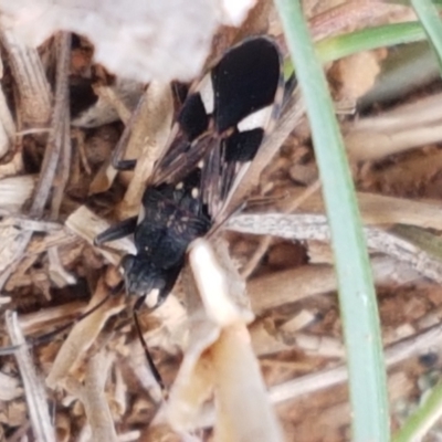 Dieuches sp. (genus) (Black and White Seed Bug) at Mitchell, ACT - 6 Apr 2021 by trevorpreston