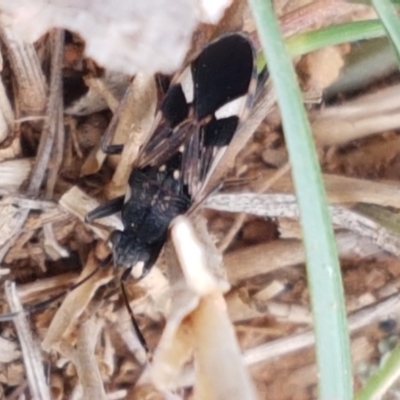 Dieuches maculicollis (Black-and-white seed bug) at Crace Grasslands - 6 Apr 2021 by tpreston