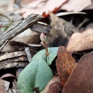 Acianthus collinus at Holt, ACT - suppressed