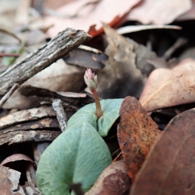 Acianthus collinus (Inland Mosquito Orchid) at Aranda Bushland - 24 Mar 2021 by CathB