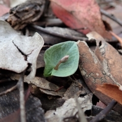 Acianthus collinus at Holt, ACT - 24 Mar 2021