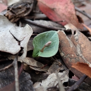 Acianthus collinus at Holt, ACT - suppressed