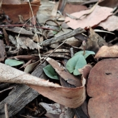 Acianthus collinus at Holt, ACT - 24 Mar 2021