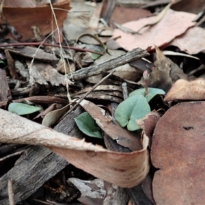 Acianthus collinus at Holt, ACT - suppressed