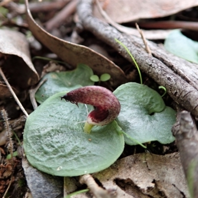 Corysanthes hispida (Bristly Helmet Orchid) at Aranda Bushland - 5 Apr 2021 by CathB