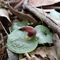 Corysanthes hispida (Bristly helmet orchid) at Point 4081 - 5 Apr 2021 by CathB