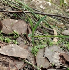 Bunochilus umbrinus (Broad-sepaled Leafy Greenhood) at Aranda Bushland - 5 Apr 2021 by CathB