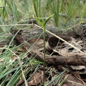 Bunochilus umbrinus (ACT) = Pterostylis umbrina (NSW) at suppressed - suppressed