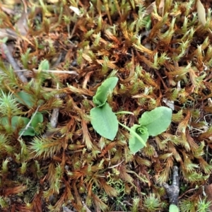 Pterostylis nutans at Holt, ACT - suppressed