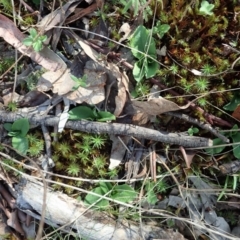 Pterostylis nutans at Holt, ACT - suppressed