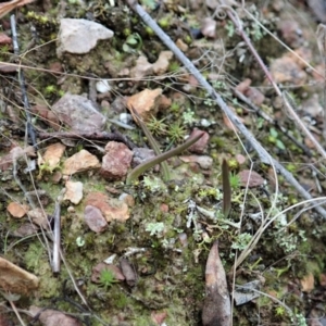 Thelymitra nuda at Cook, ACT - 20 Mar 2021