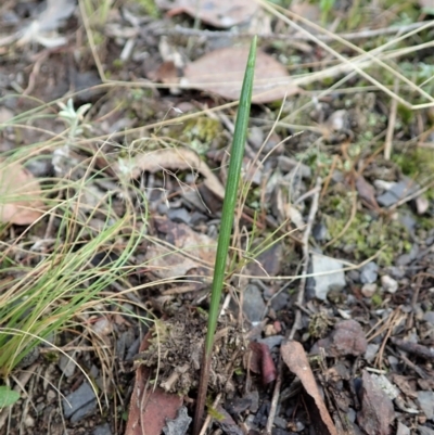 Lyperanthus suaveolens (Brown Beaks) at Aranda Bushland - 12 Mar 2021 by CathB