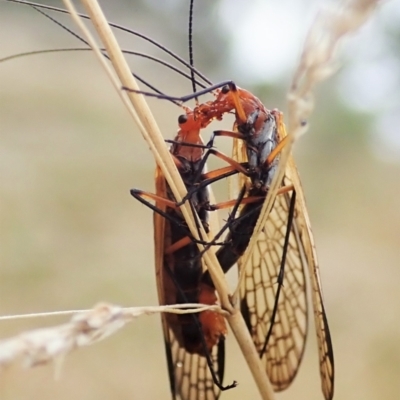 Chorista australis (Autumn scorpion fly) at Mount Painter - 5 Apr 2021 by CathB