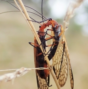 Chorista australis at Cook, ACT - 5 Apr 2021