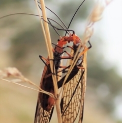 Chorista australis at Cook, ACT - 5 Apr 2021