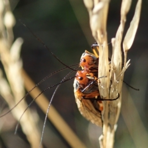 Chorista australis at Cook, ACT - 5 Apr 2021 08:17 AM