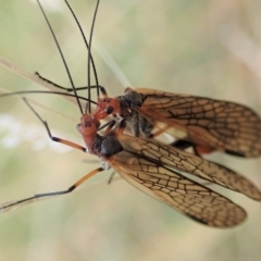 Chorista australis at Cook, ACT - 5 Apr 2021