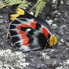 Delias harpalyce (Imperial Jezebel) at Paddys River, ACT - 6 Apr 2021 by JohnBundock