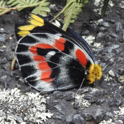 Delias harpalyce (Imperial Jezebel) at Paddys River, ACT - 6 Apr 2021 by JohnBundock