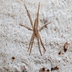 Thasyraea lepida (Prowling spider) at Umbagong District Park - 5 Apr 2021 by Roger