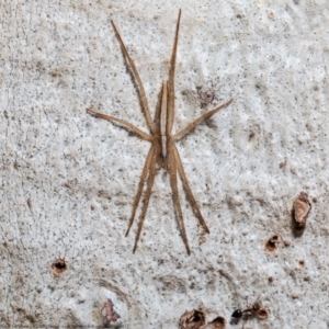 Thasyraea lepida at Macgregor, ACT - 5 Apr 2021