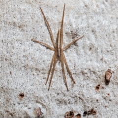 Thasyraea lepida (Prowling spider) at Macgregor, ACT - 5 Apr 2021 by Roger
