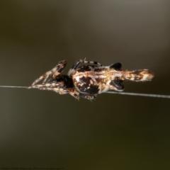 Cyclosa trilobata (Three-lobed spider) at Black Mountain - 6 Apr 2021 by Roger