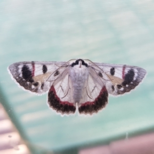 Crypsiphona ocultaria at Kambah, ACT - 1 Apr 2021 05:43 PM