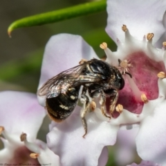 Lipotriches (Austronomia) ferricauda (Halictid bee) at Acton, ACT - 5 Apr 2021 by Roger