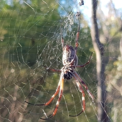 Trichonephila edulis (Golden orb weaver) at Mount Majura - 3 Apr 2021 by MAX