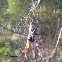 Trichonephila edulis at Majura, ACT - 3 Apr 2021