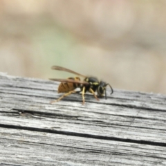 Vespula germanica (European wasp) at Aranda, ACT - 6 Apr 2021 by KMcCue