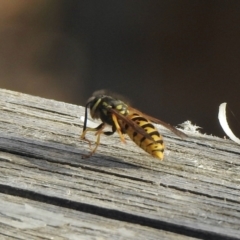 Vespula germanica at Aranda, ACT - 6 Apr 2021