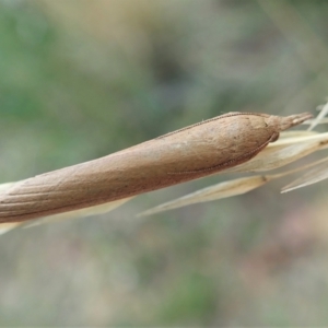 Meyriccia latro at Holt, ACT - 6 Apr 2021 08:23 AM