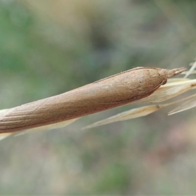 Meyriccia latro (Pyralid moth) at Aranda Bushland - 5 Apr 2021 by CathB