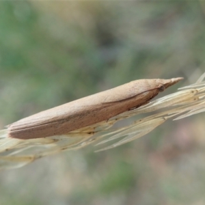 Meyriccia latro at Holt, ACT - 6 Apr 2021 08:23 AM