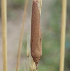 Meyriccia latro at Holt, ACT - 6 Apr 2021 08:23 AM