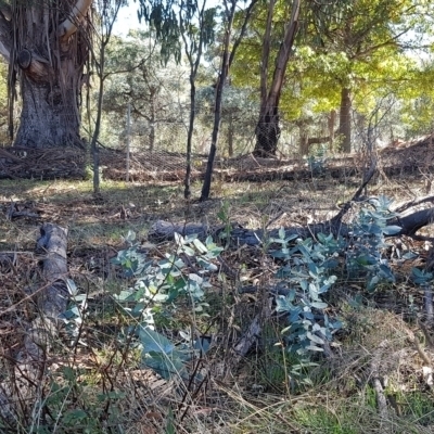 Eucalyptus globulus subsp. bicostata (Southern Blue Gum, Eurabbie) at Watson, ACT - 29 Mar 2021 by MAX