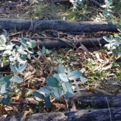 Eucalyptus globulus subsp. bicostata at Watson, ACT - 29 Mar 2021