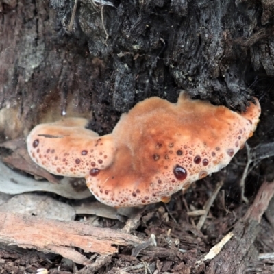 Postia pelliculosa (A wood-rotting bracket fungus) at Holt, ACT - 5 Apr 2021 by CathB