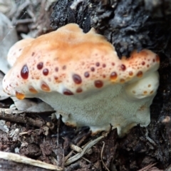 Postia pelliculosa at Point 4081 - 6 Apr 2021