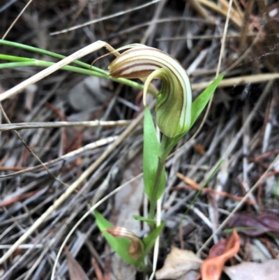 Diplodium truncatum (Little Dumpies, Brittle Greenhood) at Cook, ACT - 31 Mar 2021 by CathB