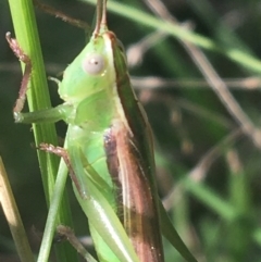 Conocephalomima barameda (False Meadow Katydid, Barameda) at Acton, ACT - 6 Apr 2021 by Ned_Johnston