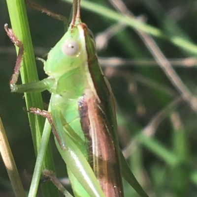 Conocephalomima barameda (False Meadow Katydid, Barameda) at Acton, ACT - 6 Apr 2021 by NedJohnston