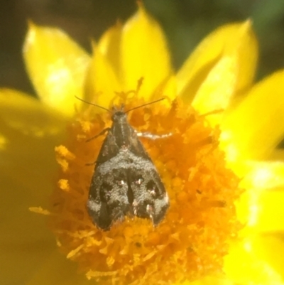 Tebenna micalis (Small Thistle Moth) at Acton, ACT - 6 Apr 2021 by Ned_Johnston