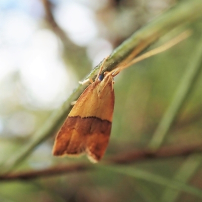 Crocanthes prasinopis (A Curved -horn moth) at Aranda Bushland - 24 Mar 2021 by CathB