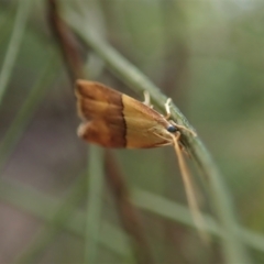 Crocanthes prasinopis at Holt, ACT - 24 Mar 2021 05:29 PM