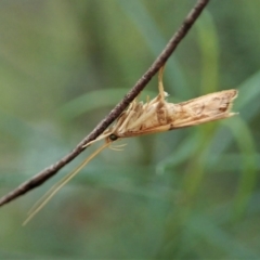 Crocanthes prasinopis at Holt, ACT - 24 Mar 2021 05:29 PM